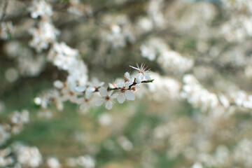 blooming fruit trees, close-up of white flowers, vegetation in Podlasie