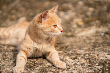 Yellow cat from side profile