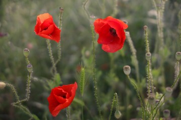 Obraz premium Papaveri Rossi