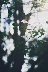 blooming fruit trees, close-up of white flowers, vegetation in Podlasie