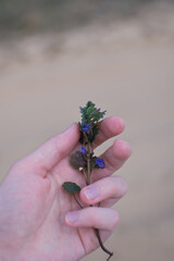 wild mint in a wild clearing in Podlasie, tiny purple mint flowers