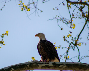 conowingo dam Eagles