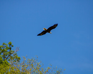 eagle in flight Conowingo dam 