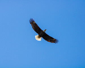 bald eagle in flight conowingo dam Eagles