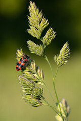 Trichodes alvearius - Bee-Hive Beetle - Clairon des Ruches