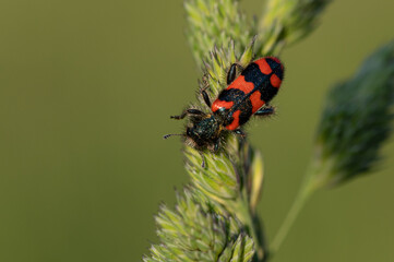 Trichodes alvearius - Bee-Hive Beetle - Clairon des Ruches