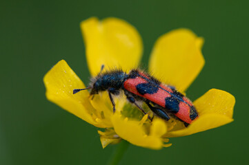 Trichodes alvearius - Bee-Hive Beetle - Clairon des Ruches