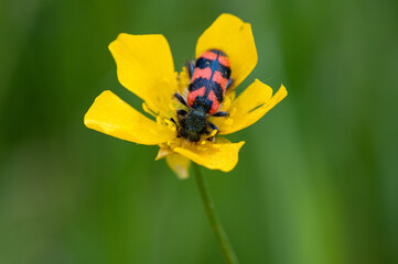 Trichodes alvearius - Bee-Hive Beetle - Clairon des Ruches