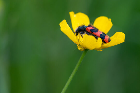 Trichodes alvearius - Bee-Hive Beetle - Clairon des Ruches