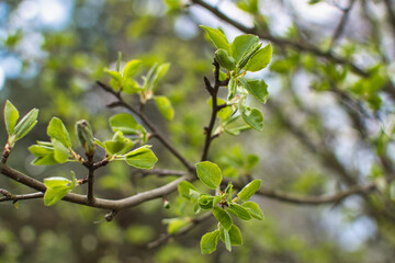 blooming fruit trees, close-up of young buds, vegetation in Podlasie