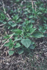 common nettle in a wild meadow in Podlasie