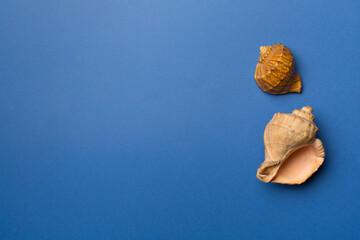 Sea shells on color background, top view. Summer concept