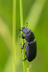 Dorcus parallelipipedus - Lesser stag beetle - Petite biche