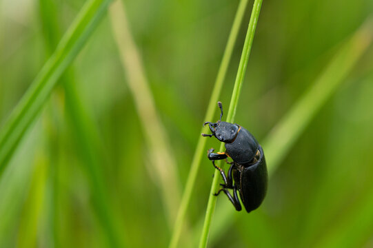 Dorcus parallelipipedus - Lesser stag beetle - Petite biche