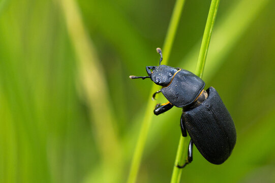 Dorcus parallelipipedus - Lesser stag beetle - Petite biche