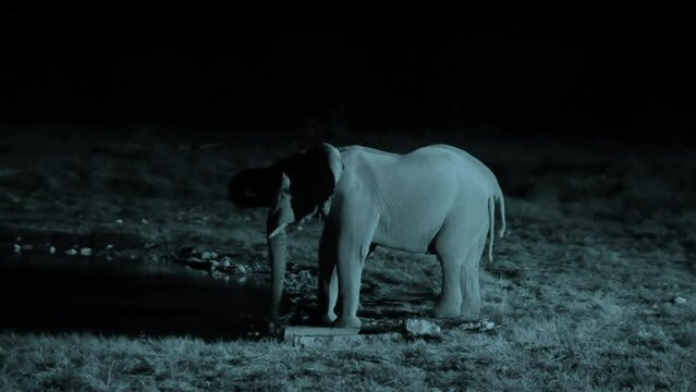 Elephants is in the wildlife at nighttime