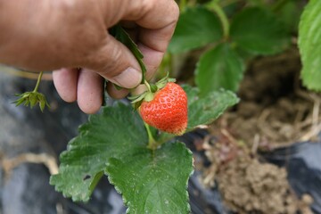 Harvesting strawberries in the vegetable garden. It is planted in October and blooms in March of the following year and is harvested from May to June.