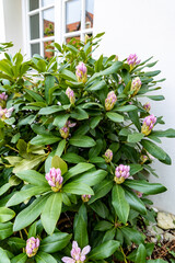 Rhododendron bush with pink buds