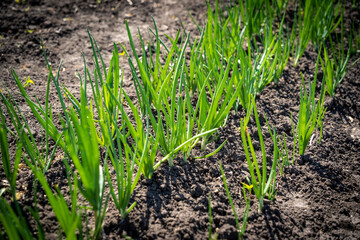 Green onion sprouts in a row on plantation
