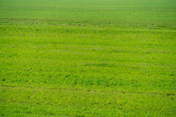 Young spring shoots of greenery and wheat on the plantation. An ecologically clean place for growing grain crops.