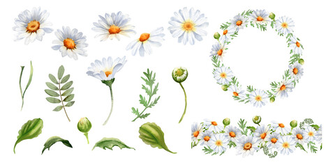 Daisy flower watercolor clipart. Chamomile illustration isolated on white. Perfect for wedding invitation, home decor, scrapbooking, sticker, packaging, greeting cards, textiles