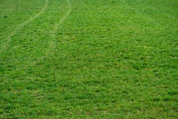 Young spring shoots of greenery and wheat on the plantation. An ecologically clean place for growing grain crops.