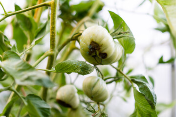 tomato disease, gardening problems, green rotten tomatoes, phytophthora vegetables, crop loss