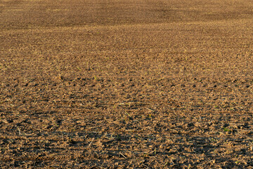 plowed agricultural field. An ecologically clean place for growing grain crops.