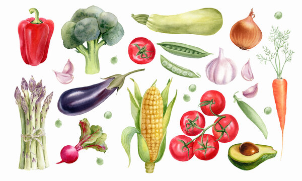 Watercolor vegetables set. Broccoli, tomato, carrot, pepper, asparagus, garlic, zucchini, corn,  green peas. Hand painted illustration isolated on white