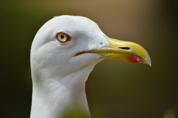 GAVIOTA