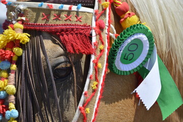 Obraz premium CABALLO