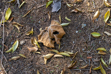 dead leaf