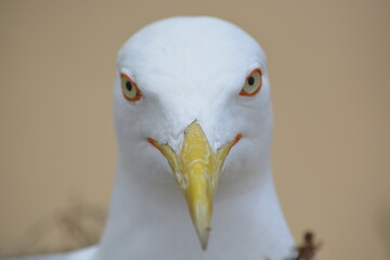 GAVIOTA