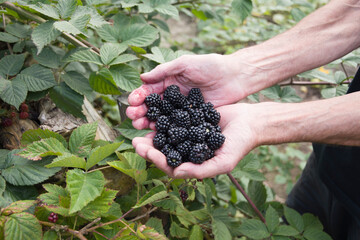 male hands holding a full handful of fresh blackberries, picking berries, fruits