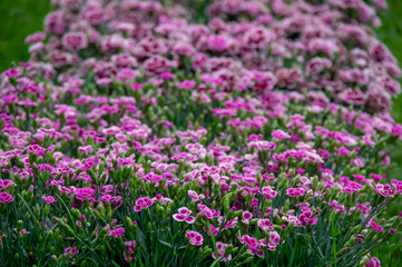 Lots of clove pink carnation flowers blossoming with green grass in the background