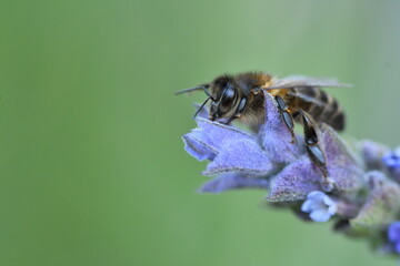 ABEJA
