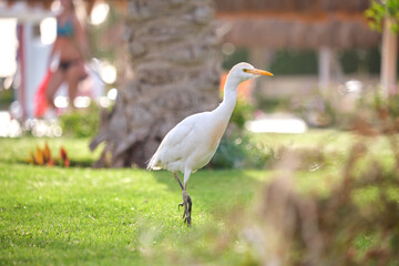 White cattle egret wild bird, also known as Bubulcus ibis walking on green lawn in summer