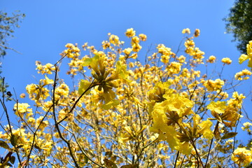 flower, yellow, nature, spring, yellow, flowers, plant, tree, blossom, sky, field, summer, meadow, garden, blue, branch, bloom, agriculture, season, flowering, blooming, grass, bright, mimosa, beauty,
