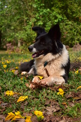 dog, border collie, animal, pet, puppy, canine, collie, grass, , black, portrait, white, domestic, green, cute, dogs, outdoors, nature, mammal, pets, animals, running, young, border, friend, german sh