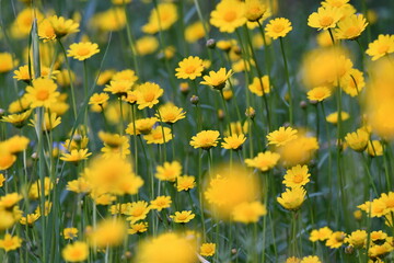 Obraz premium FLORES