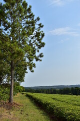 tree, sky, landscape, nature, grass, field, green, meadow, summer, blue, cloud, spring, clouds, rural, trees, horizon, hill, countryside, beautiful, country, environment, land, scene, lonely, plant