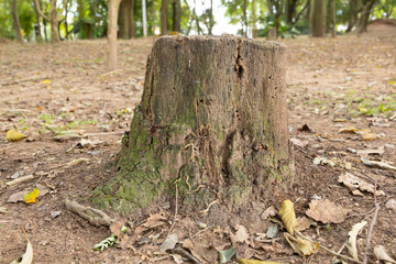 stump in forest