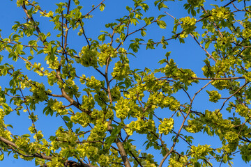 Lush emerald green fresh tender foliage on young tree in spring. Against background of clear blue sky. Ulmus glabra Huds. Green flowers on elm tree. Topic - spring, awakening and renewal of nature