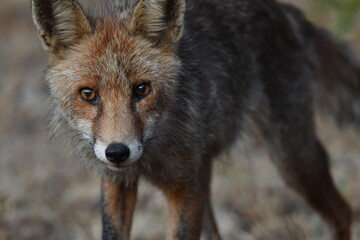 Fototapeta premium ZORRO