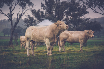 bulls in the field