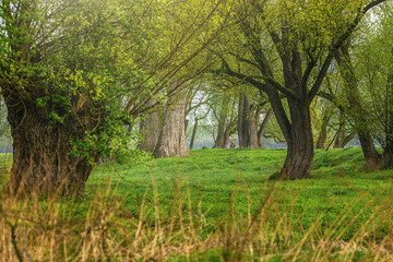 Landscape impressions of trees and fields during sunrise with morning fog in early spring. Rural landscape between the small towns Winzer and Osterhofen in lower bavaria, germany