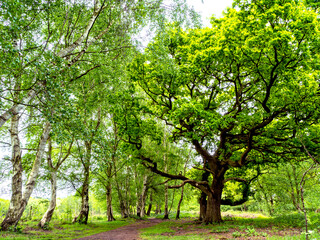 Trees in a wood with fresh green spring foliage