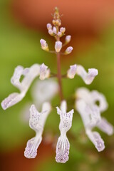 FLOR