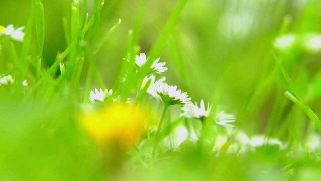green spring forest, park, young grass wildflowers daisies in blur, white inflorescences sway in wind, concept flora of europe, nature conservation, weather forecast, designer background