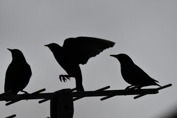AVES